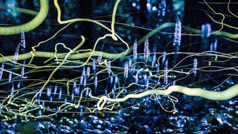 Civilizațiile extraterestre avansate ar putea comunica „precum licuricii”, la vedere. Noi ipoteze ale cercetătorilor