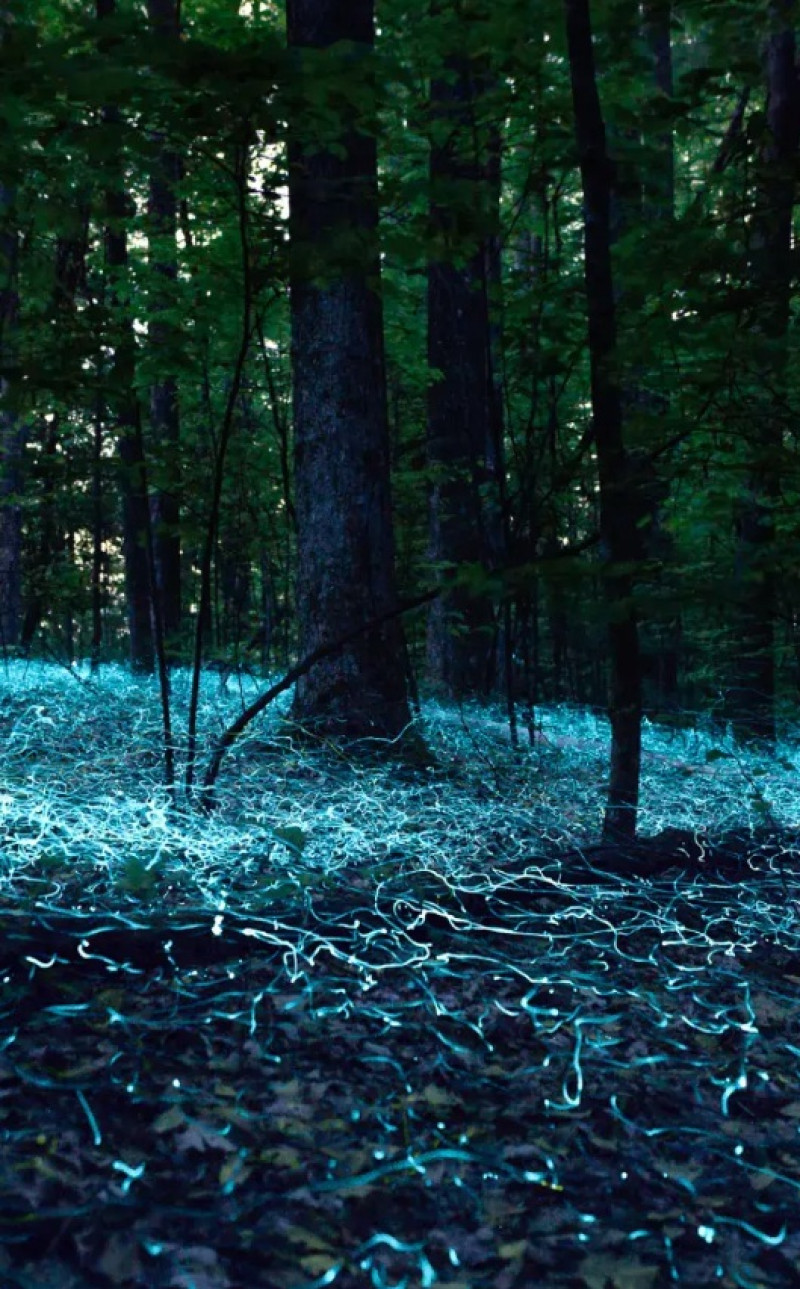 licurici-sua-fantome-albastre-3