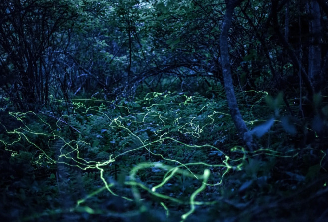 licurici-sua-fantome-albastre-5