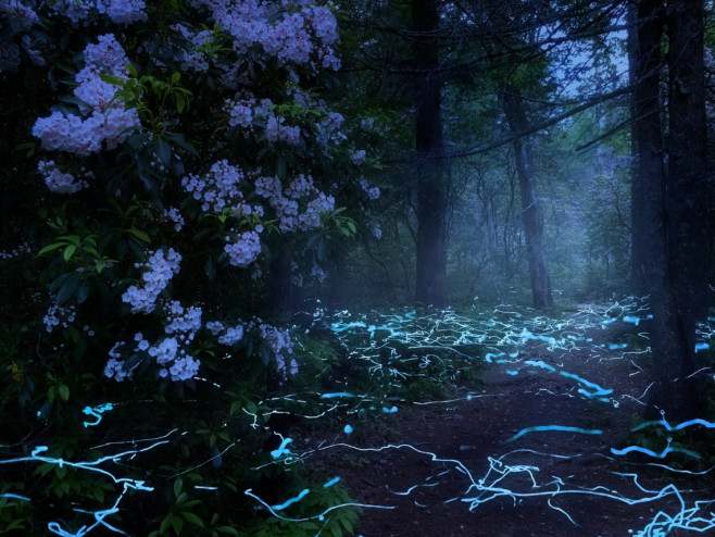 licurici-sua-fantome-albastre-4