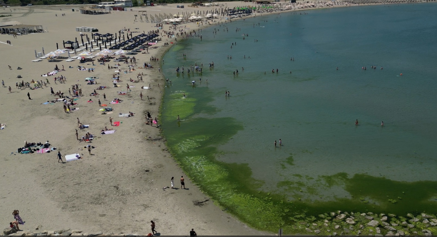Covor de alge pe litoral, la început de sezon. Cum explică specialiștii fenomenul întâlnit, de regulă, spre finalul verii
