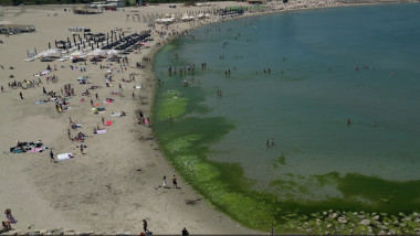 alge pe litoral