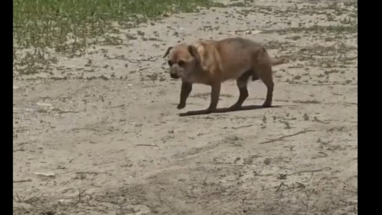 Amendă de 12.000 de lei pentru un bărbat care a abandonat un câine în staţiunea Mamaia