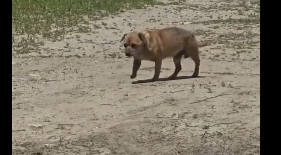 Amendă de 12.000 de lei pentru un bărbat care a abandonat un câine în staţiunea Mamaia