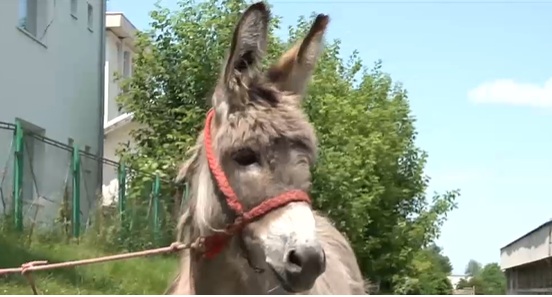 Povestea măgărușului Petrică, din Mărginimea Sibiului, care a ajuns la facultate la Iași. Are o singură sarcină: să stea cuminte