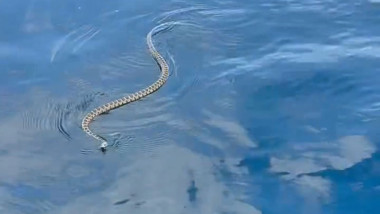VIDEO: Giant snake chases tourists through water at holiday hotspot
