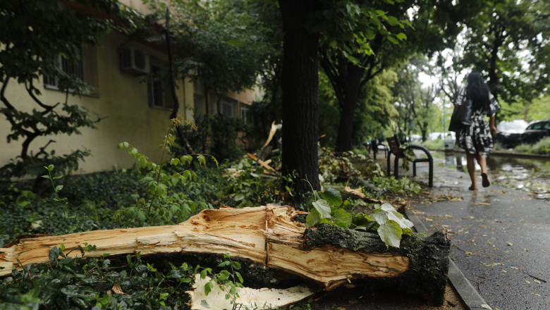 Câți copaci a doborât furtuna de luni din București