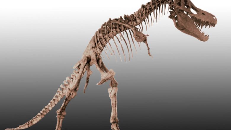 Skeleton of Tarbosauru from Mongolia