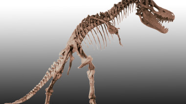 Skeleton of Tarbosauru from Mongolia