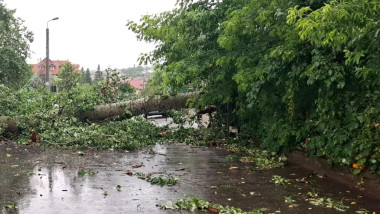 Copac Eminescu ISU iasi 2