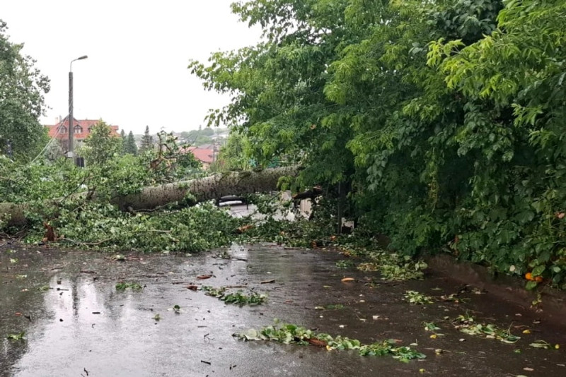 Copac Eminescu ISU iasi 2