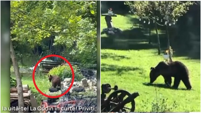 VIDEO  „Toți munții sunt plini”. Orașul în care localnicii sunt terorizați de urși, zi și noapte. Animalele intră fără frică în gospodării