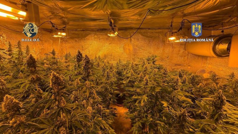 Locuinţa unui bărbat din judeţul Vâlcea, plină de plante de cannabis. Polițiștii au descoperit că unele se apropiau de 1,50m înălțime