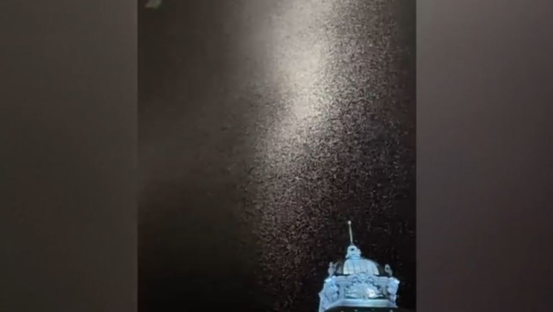VIDEO Invazie de fluturi în marile orașe din țară. Explicația specialiștilor