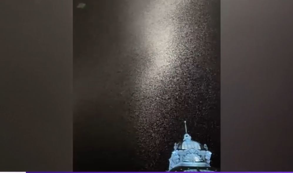 VIDEO Invazie de fluturi în marile orașe din țară. Explicația specialiștilor