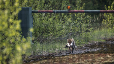 FINLAND - RUSSIA - BORDER - FENCE