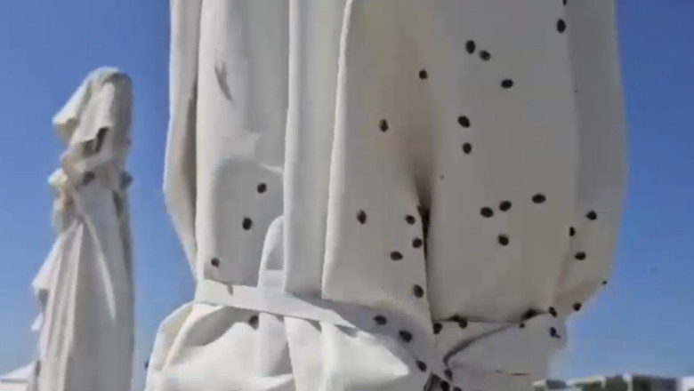 VIDEO Invazie de gărgărițe pe litoral. „Am fugit de la Năvodari, dar văd că s-au ținut după noi. Ne pișcă, ne ciupesc”