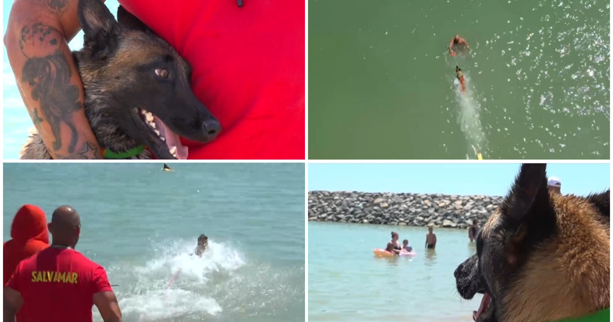 „Descoperă Chelsea, primul câine salvamar din Costinești: un adevărat prieten pe plajă!” „Descoperă Chelsea, primul câine salvamar din Costinești: un adevărat prieten pe plajă!”