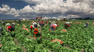 Migrant Laborers Picking Lettuce, San Joaquin Valley, California