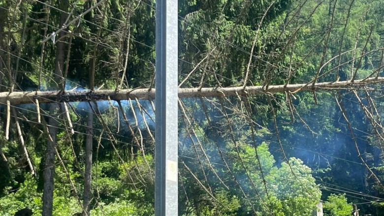 FOTO  Copac căzut peste linia de contact a CFR între Sinaia și Bușteni. Trenurile au întârzieri de până la 205 minute