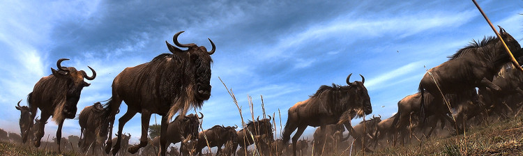 Specii africane | ep. 1
