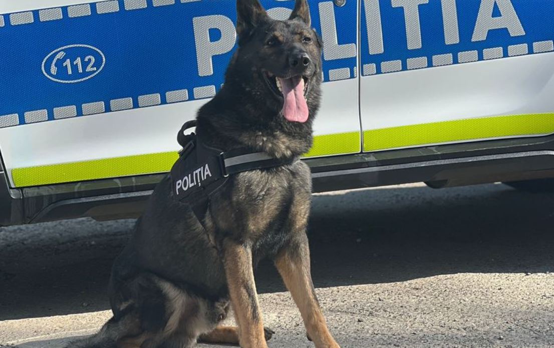 Jaf cu cagule la Neamț, dejucat de un câine de urmă. Hoții au fost prinși când își ardeau hainele