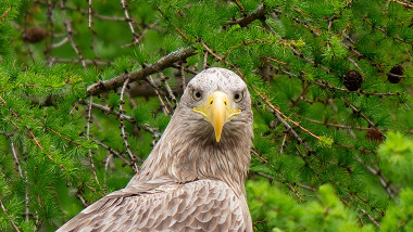 SEA EAGLE SNATCHING FISH MID FLIGHT