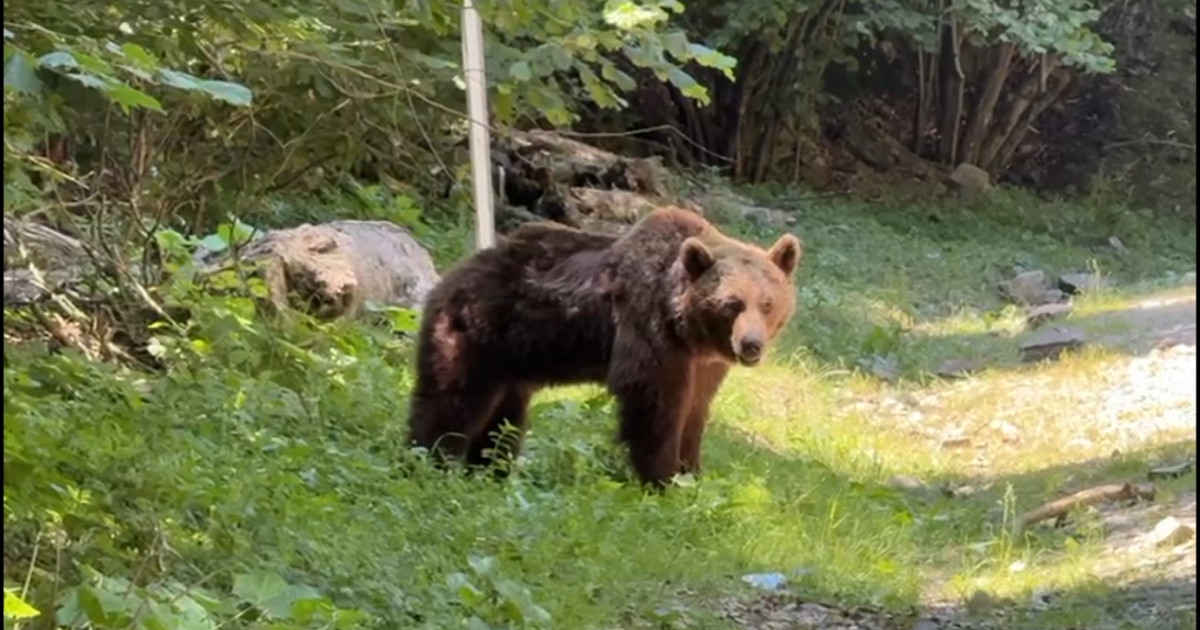 Ultimele momente din viața motociclistului ucis de urs pe ...
