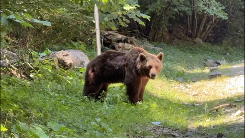 VIDEO  Ultimele momente din viața motociclistului ucis de urs pe Transfăgărășan. Animalul a fost împușcat