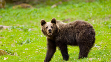 European brown bear Ursus arctos arctos, 15 month old cub standing on grassland, Transylvania, Romania, April