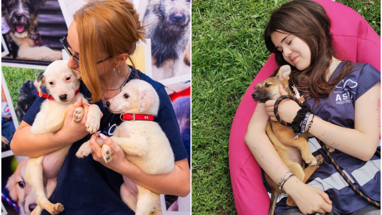Un nou târg de adopții pentru căței are loc sâmbătă, în Parcul „Regele Mihai I” din București