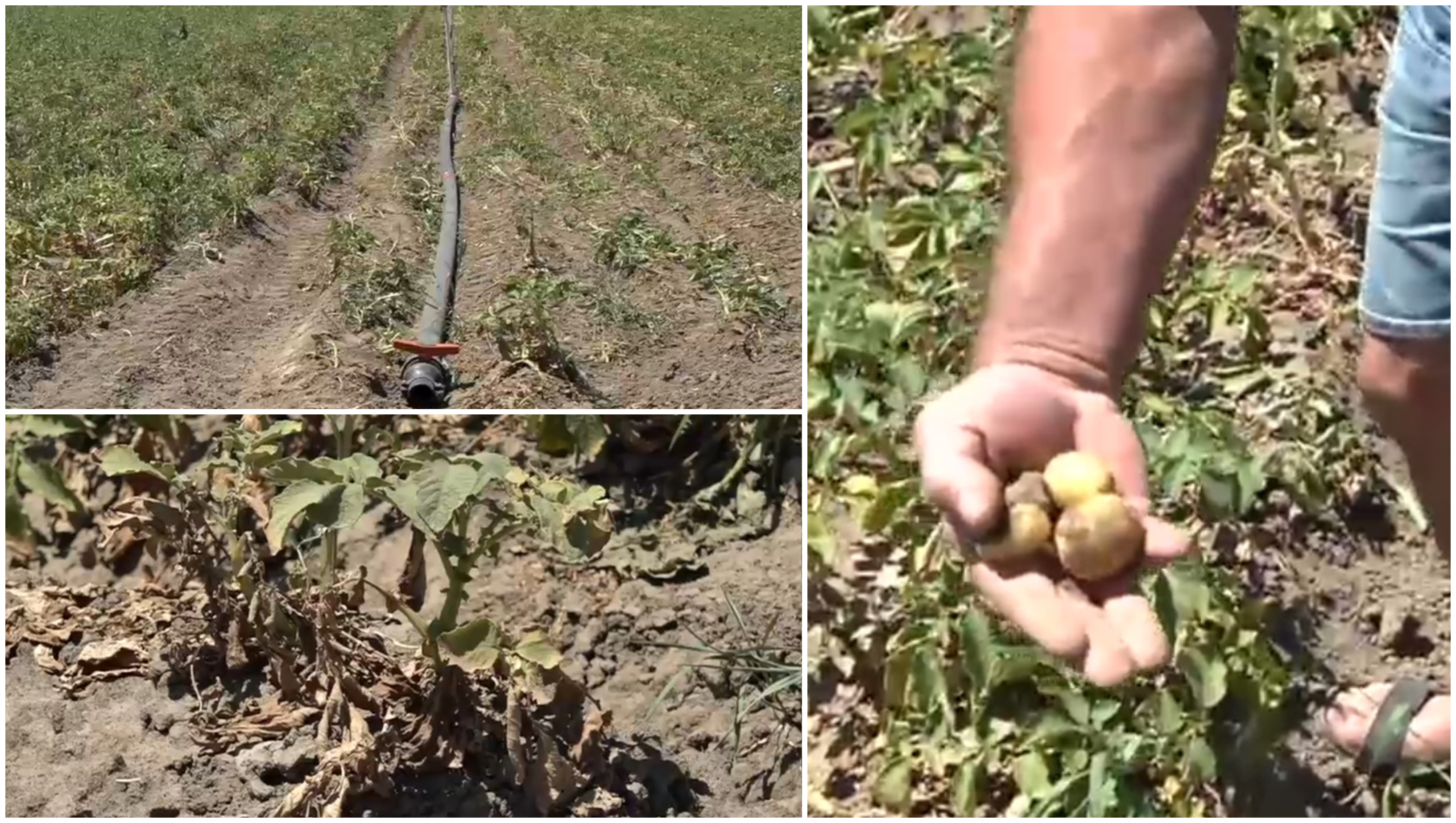 „Sunt uscați, niciun pic de umezeală”. Disperare printre agricultori, după ce seceta a afectat puternic și culturile de cartofi