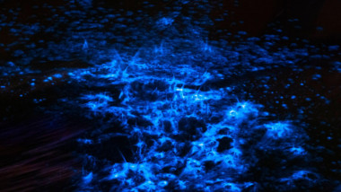 Bioluminescence sea sparkle in ocean tide