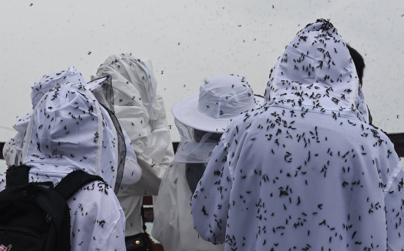 A swarm of lovebugs is near the summit of Gyeyangsan Mountain