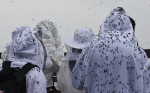 A swarm of lovebugs is near the summit of Gyeyangsan Mountain