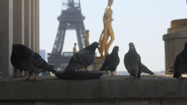 canicula paris franta pasari porumbei
