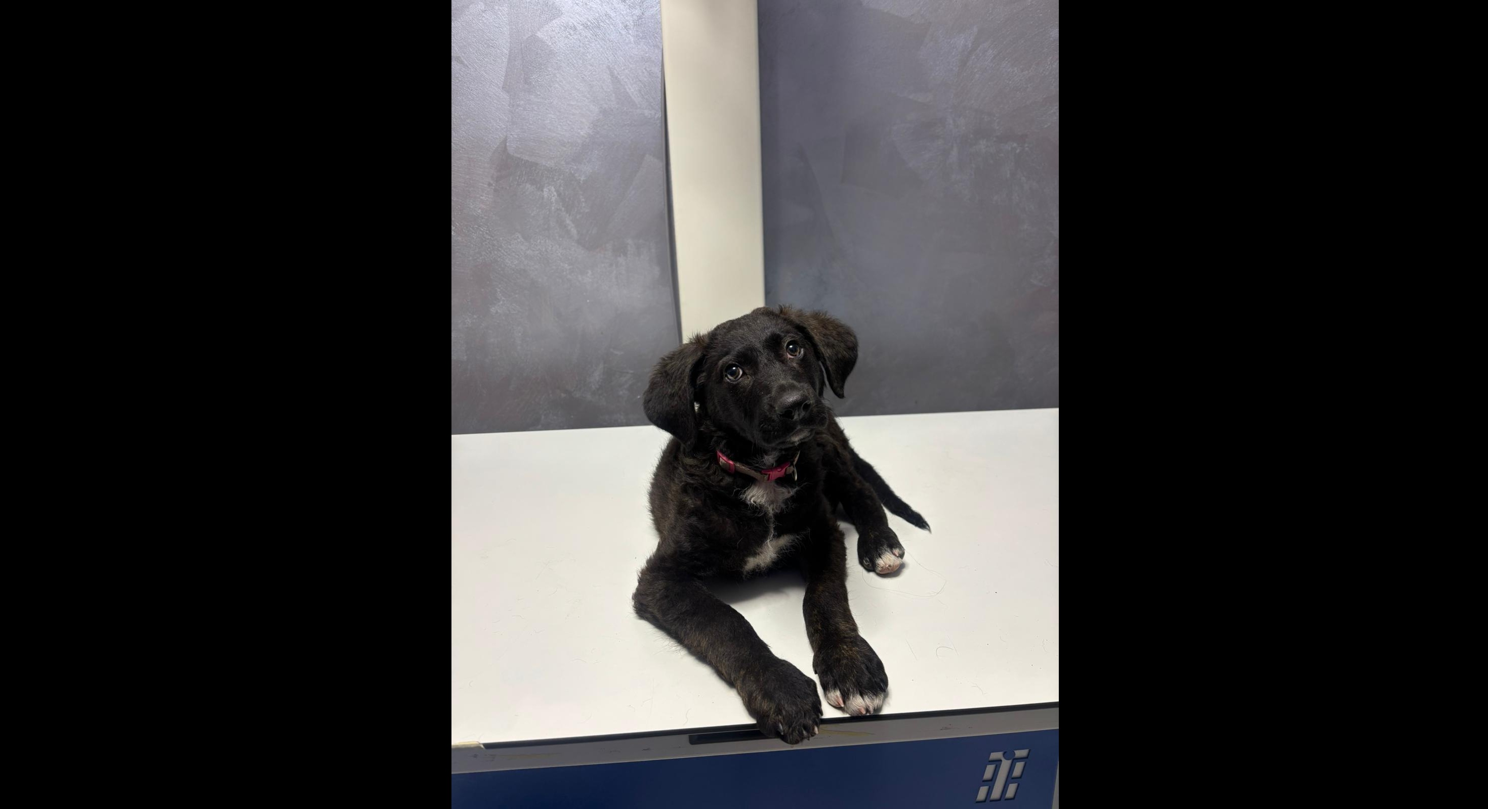 Bărbat reținut de polițiști după ce a bătut un pui de câine pe stradă, în București. Cățelul a fost dus la o clinică veterinară