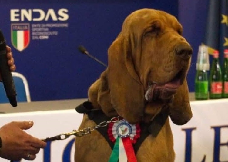 Indignare în Italia după uciderea lui Bruno, un câine-erou care a salvat 9 vieţi. Meloni: „Un act laş şi inacceptabil”