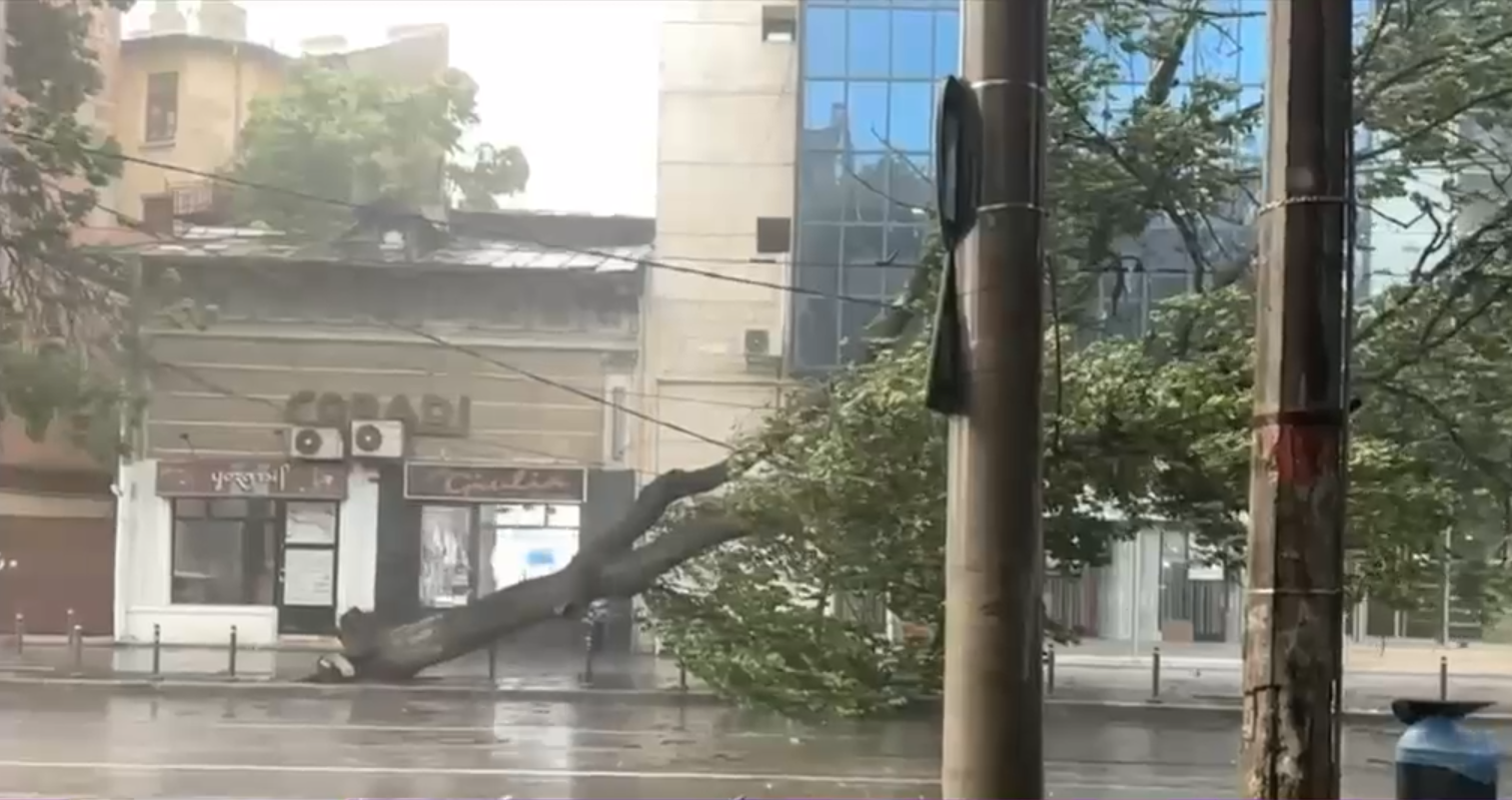 Cod galben de vijelii în București, Ilfov și Prahova. Un copac a fost doborât de furtuna din Capitală