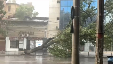 copac doborat capitala