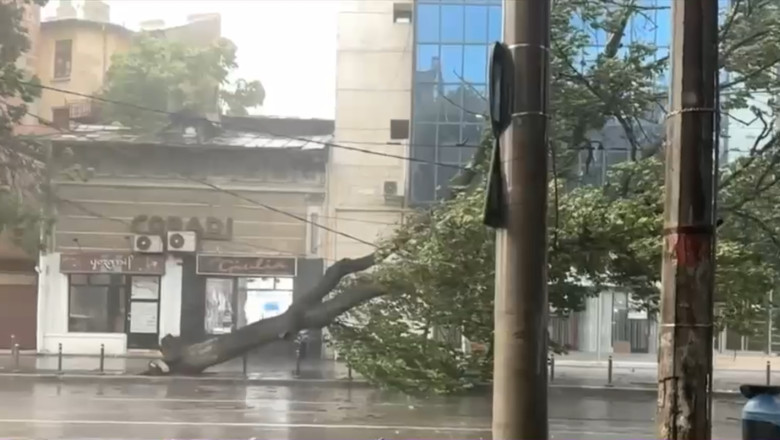 copac doborat capitala