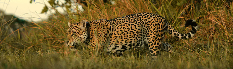 Viațǎ de jaguar