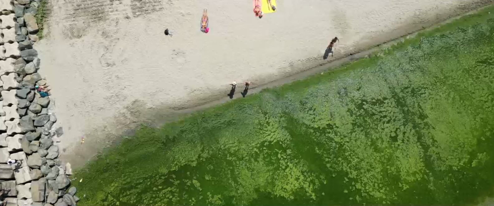 VIDEO Invazie de alge pe litoral: Imagini cu peisajul dezolant de care au parte turiștii. Ce spun reprezentanții Apelor Române