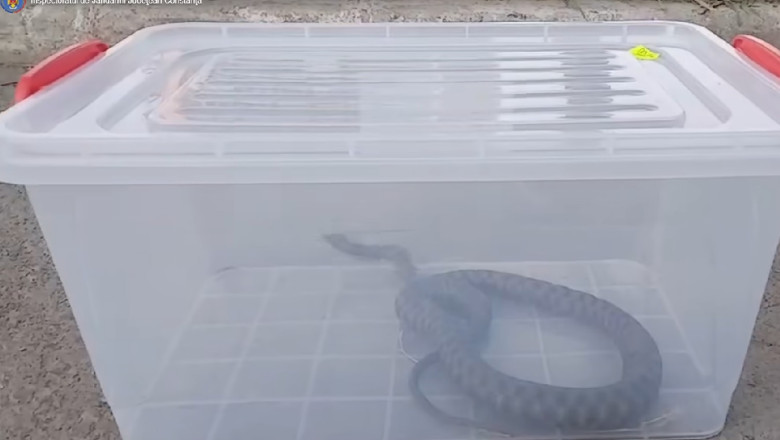 VIDEO  Jandarmii, chemaţi să îndepărteze un şarpe dintr-un parc aglomerat din Mangalia