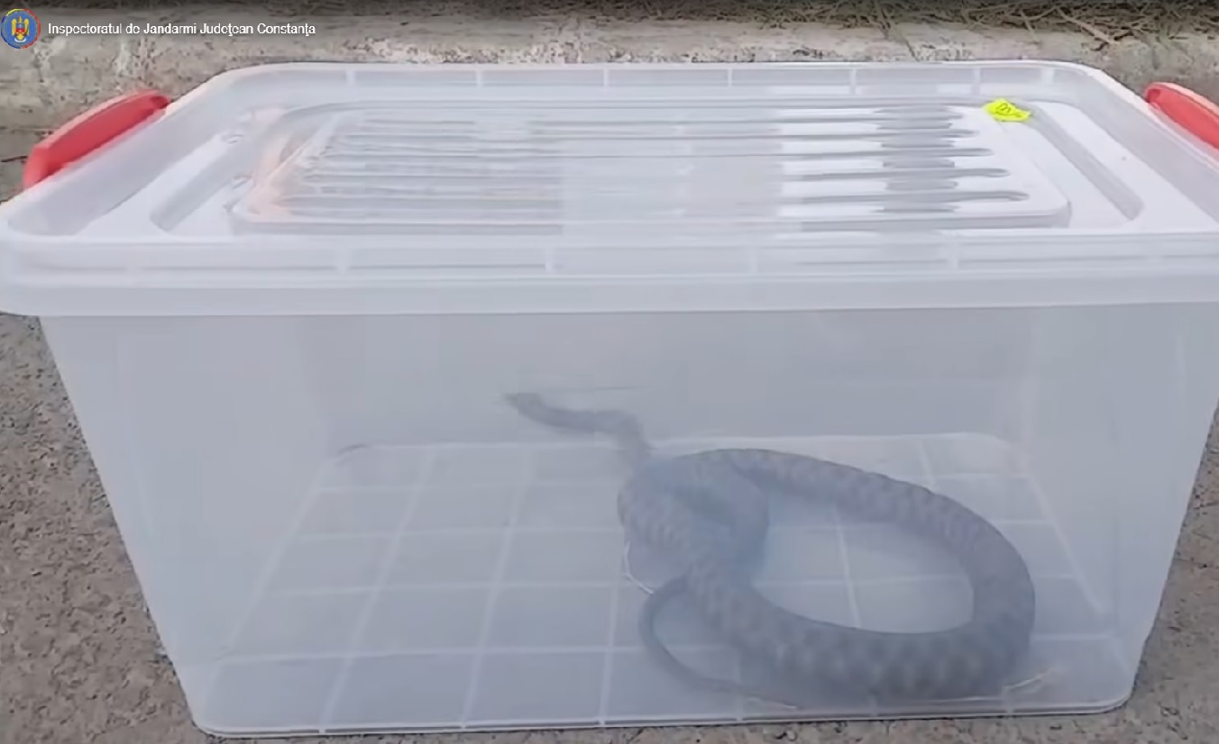 Jandarmii, chemaţi să îndepărteze un şarpe dintr-un parc aglomerat din Mangalia