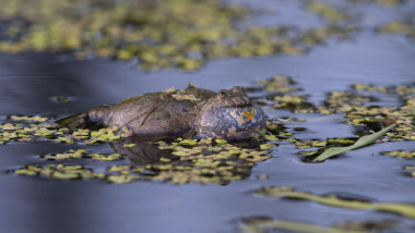 firebellied toad