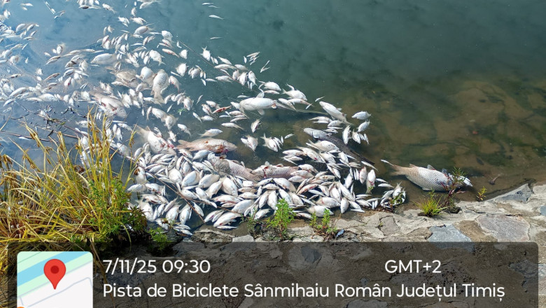  Alertă pe râul Bega: sute de pești morți au fost descoperiți pe cursul apei 