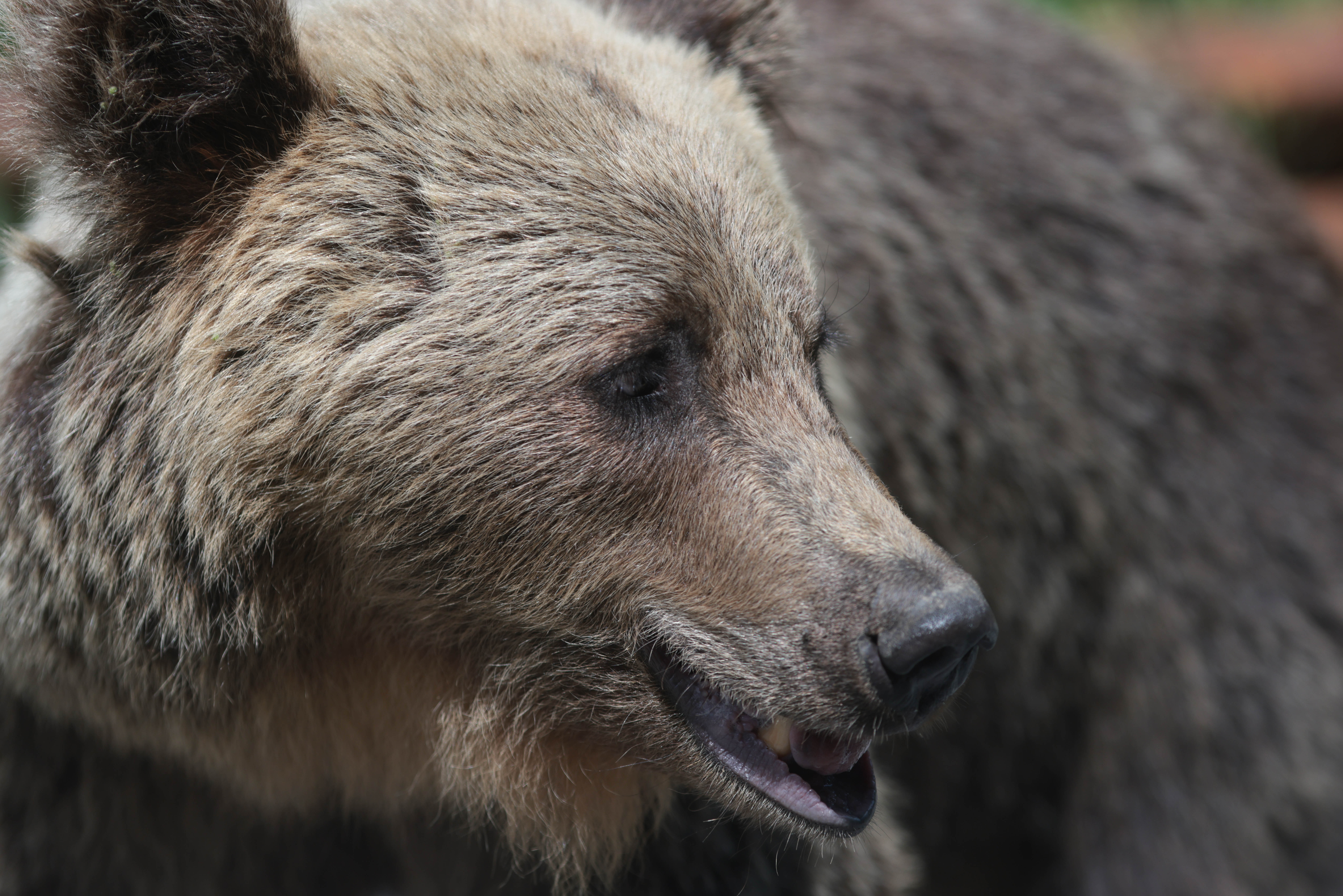 Bărbat atac de urs într-o pădure din județul Mureș: este conștient, SMURD a intervenit cu un elicopter și l-a dus la spital