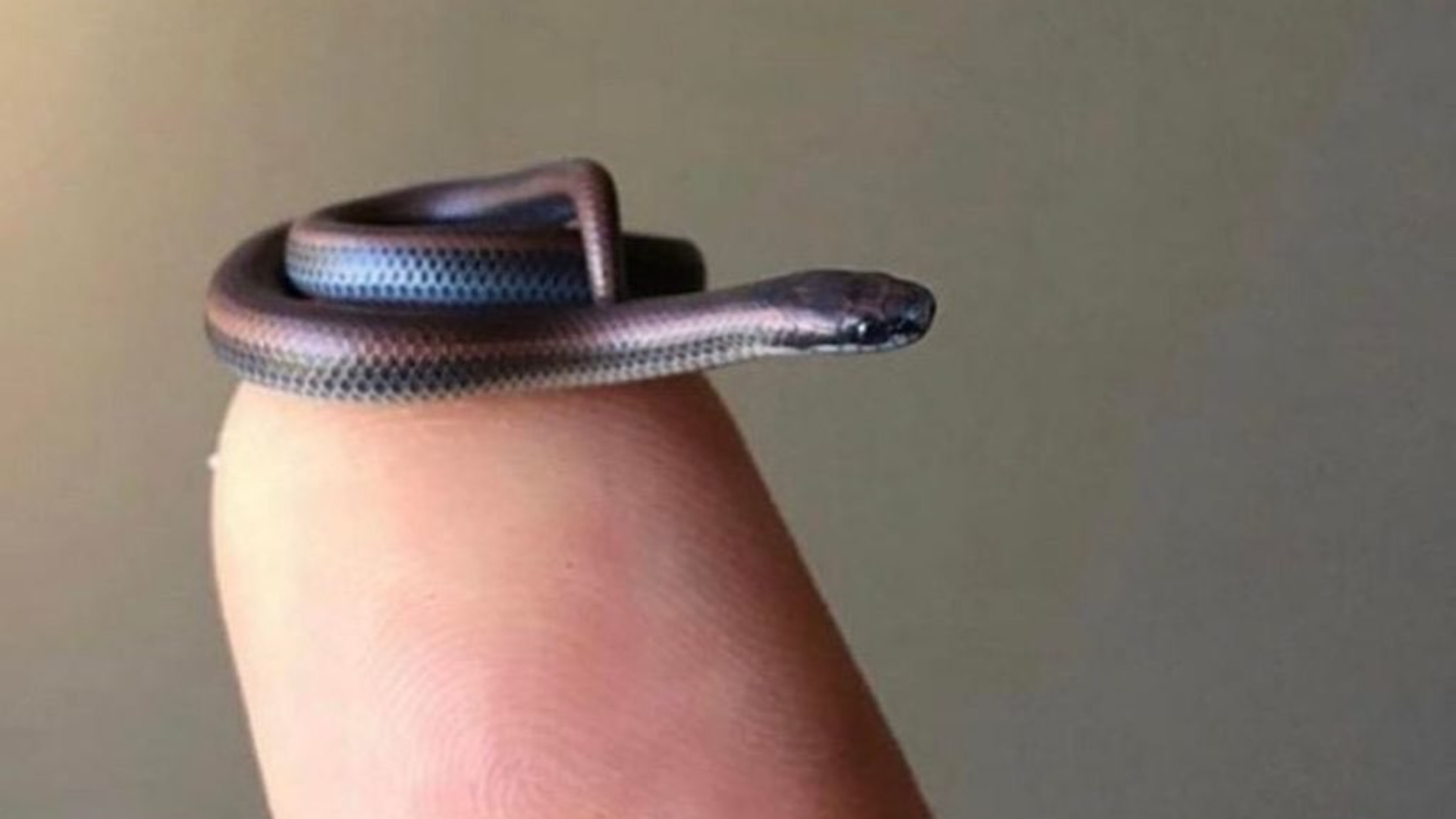 Cel mai mic șarpe din lume, redescoperit după 20 de ani de la ultima apariție. Barbados threadsnake măsoară 10 cm