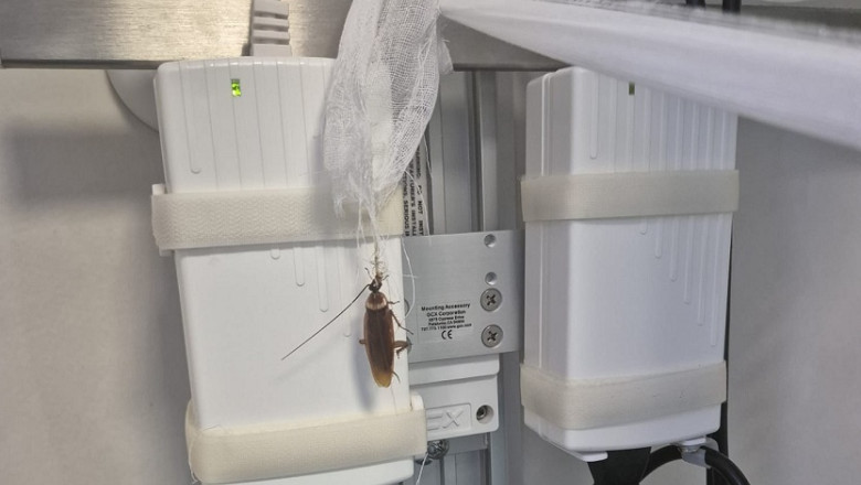 VIDEO&FOTO  Imagini revoltătoare cu gândaci la Centrul de Arși de la Floreasca. Ministerul Sănătății face verificări